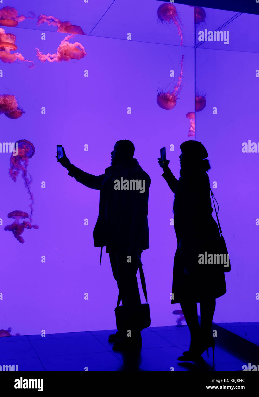 Two people taking phtots silhouetted against the jellyfish tank inside Ripley's Aquarium of Canada, Toronto, Ontario Stock Photo