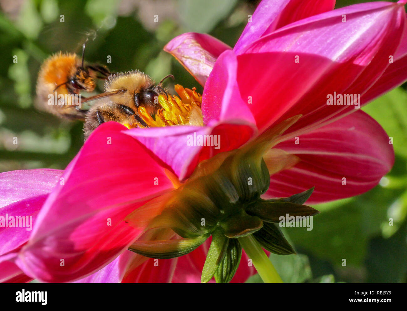 Two bees gathering pollen from a garden dahlia. Stock Photo