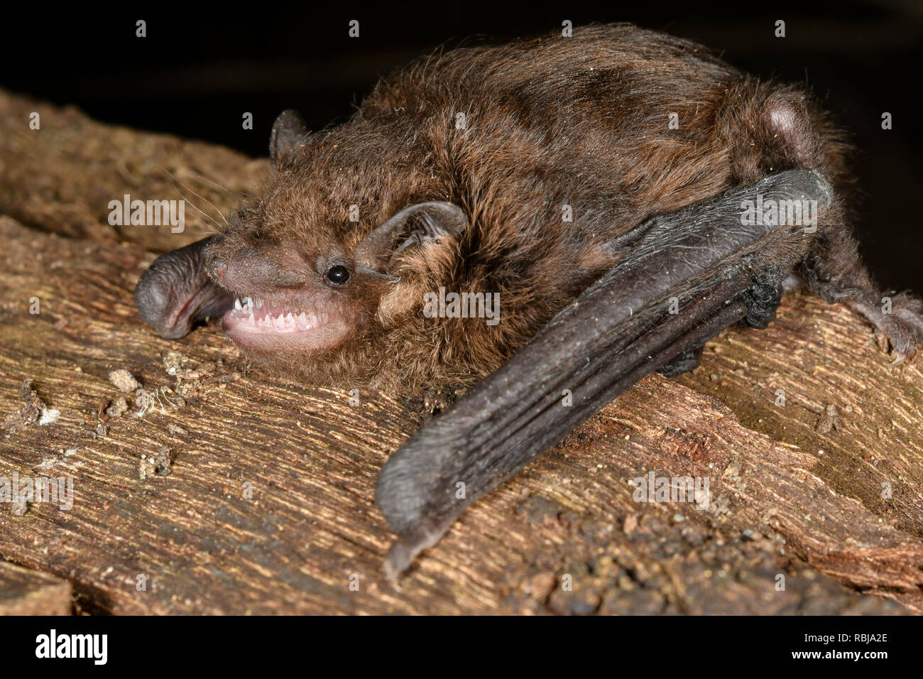 Little Forest Bat Stock Photo