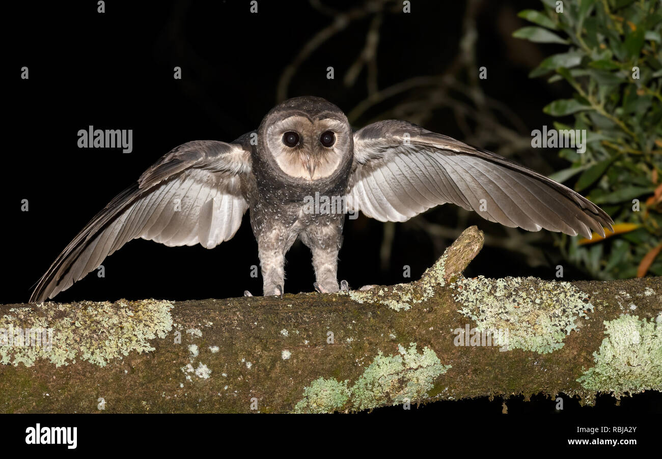 Greater Sooty Owl with wings spread Stock Photo