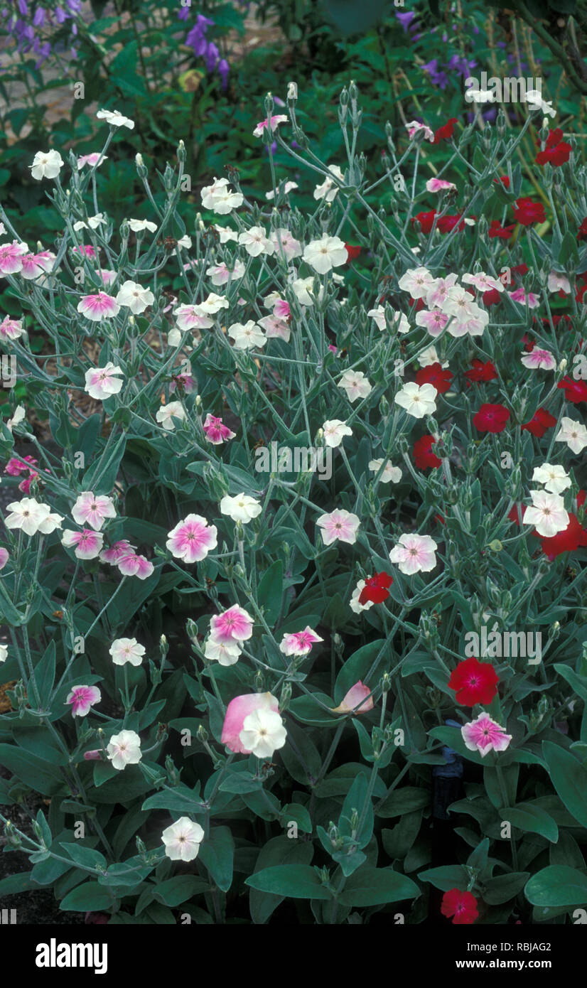 VARIOUS COLOUR FORMS OF ROSE CAMPION (LYCHNIS CORONARIA syn Silene coronaria is a species of flowering plant in the carnation family Caryophyllaceae Stock Photo