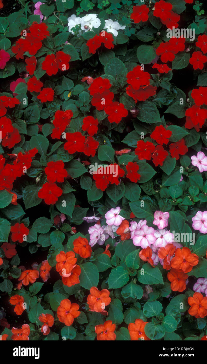 BUSY LIZZIE FLOWERS, TEMPO SERIES 'TUSCANY' (IMPATIENS Stock Photo Alamy