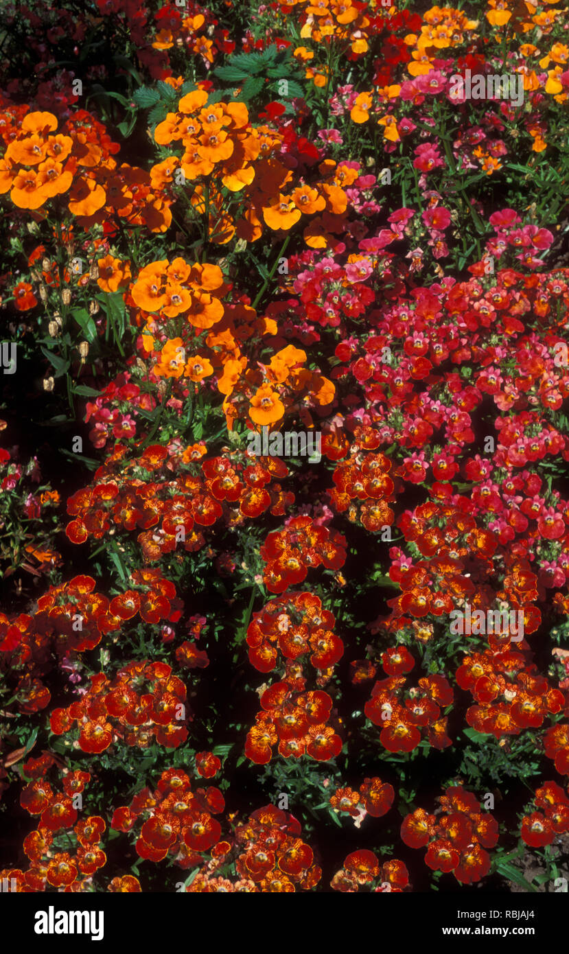 GARDEN BED OF NEMESIA STRUMOSA 'CAPE JEWELS' Stock Photo Alamy