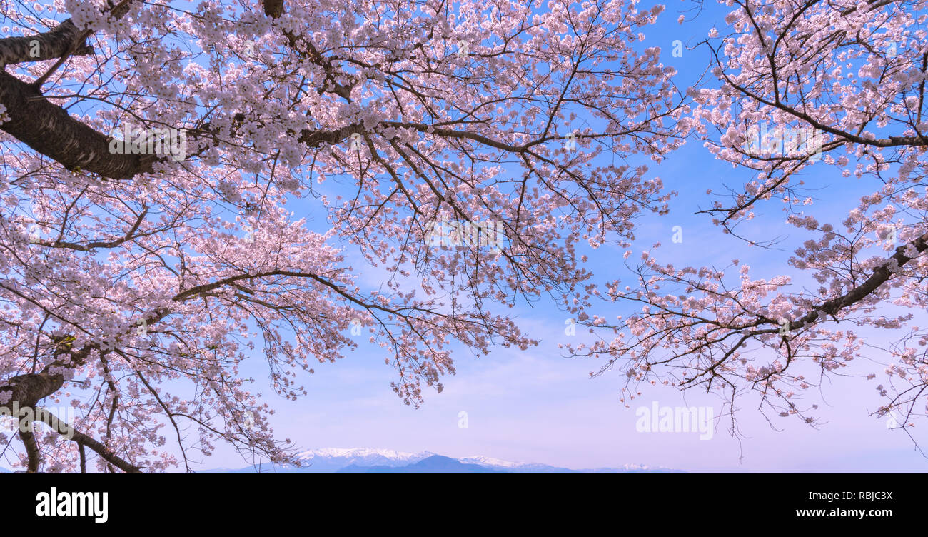 Beautiful Cherry blossom sakura in full bloom over blue sky background ...