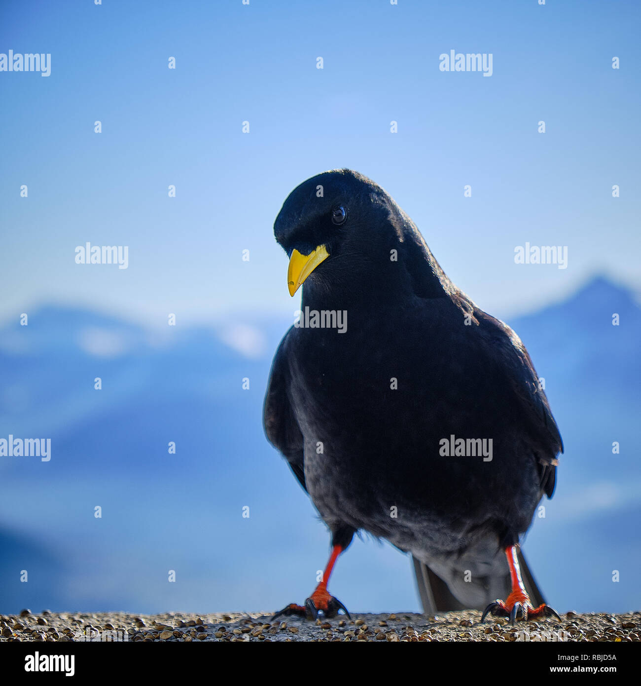 Portrait of an Alpine Chough in Innsbruck with the Alps and a Clear ...