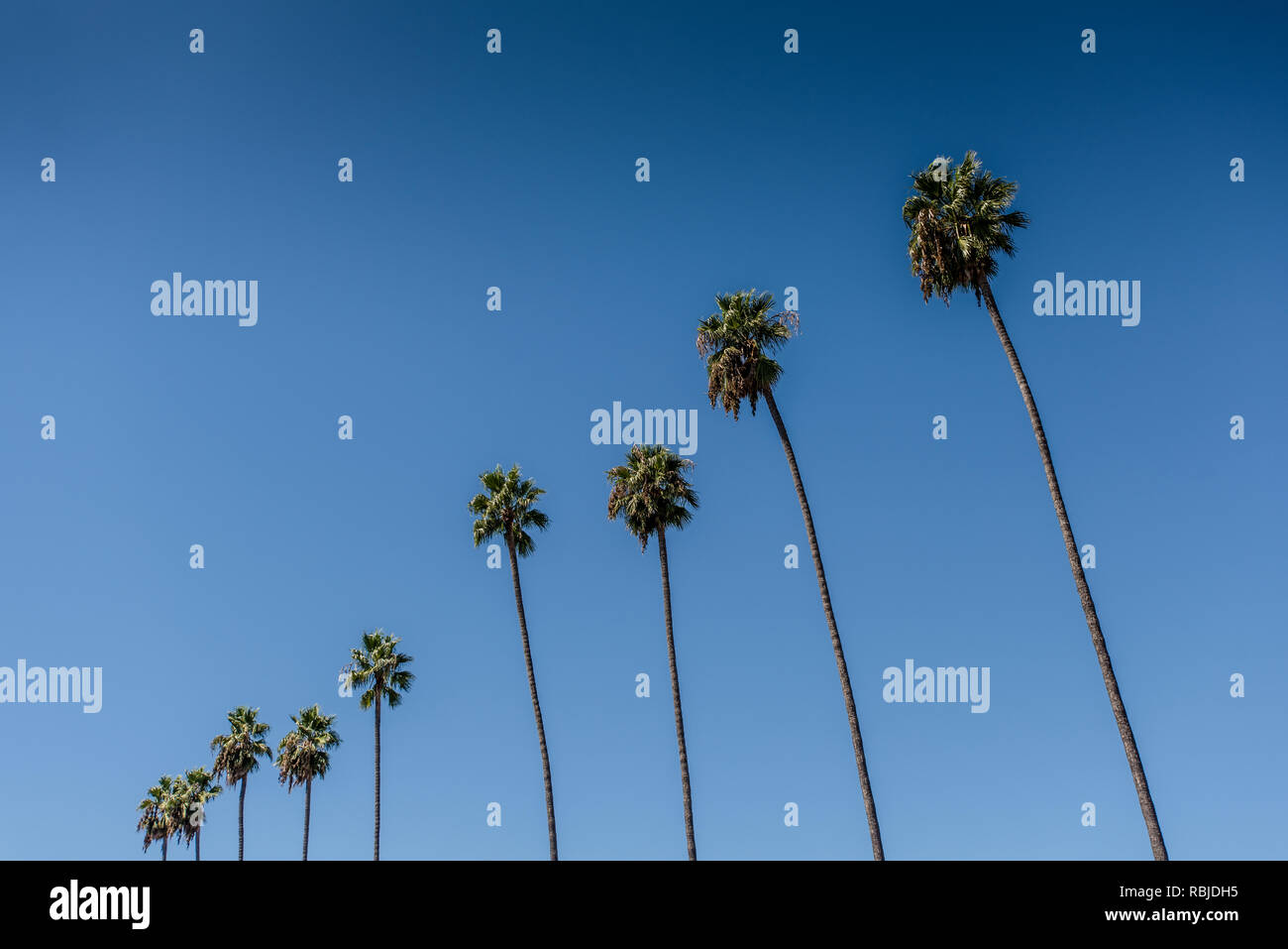 Palm Trees. Los Angeles California Stock Photo Alamy