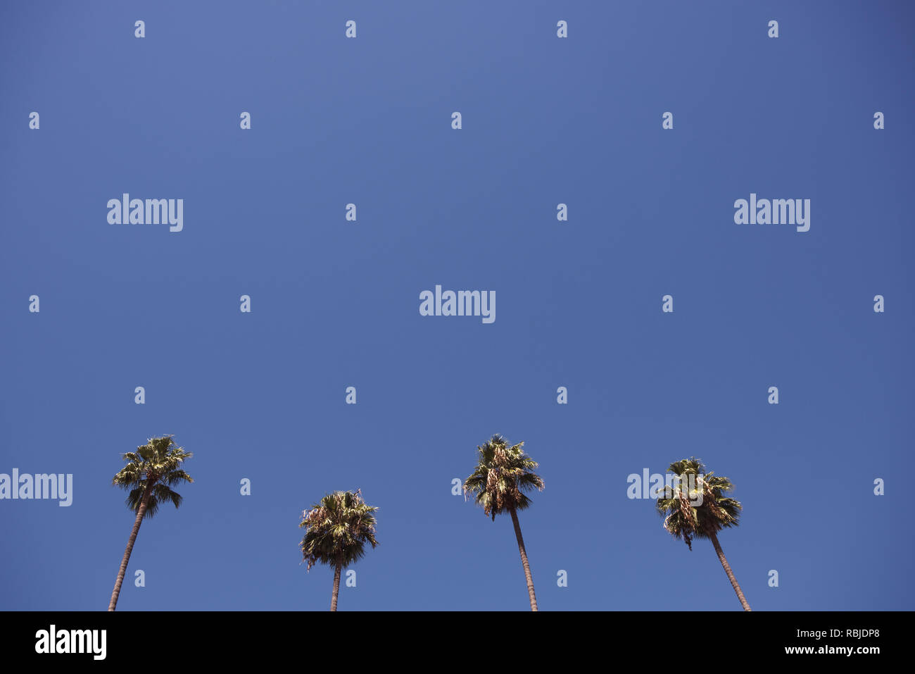 Palm Trees. Los Angeles California Stock Photo Alamy