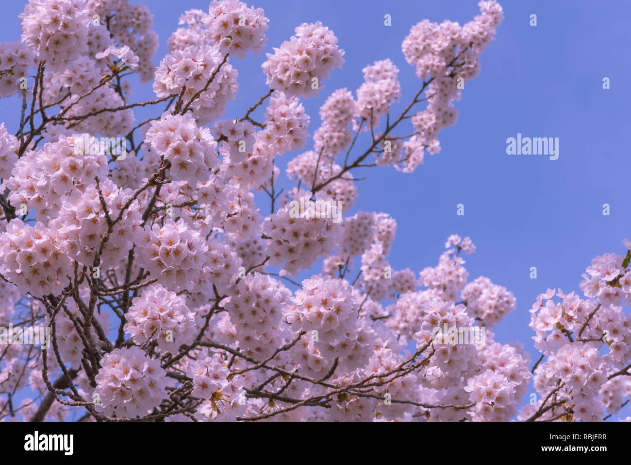 Beautiful Cherry blossom sakura in full bloom over blue sky background ...