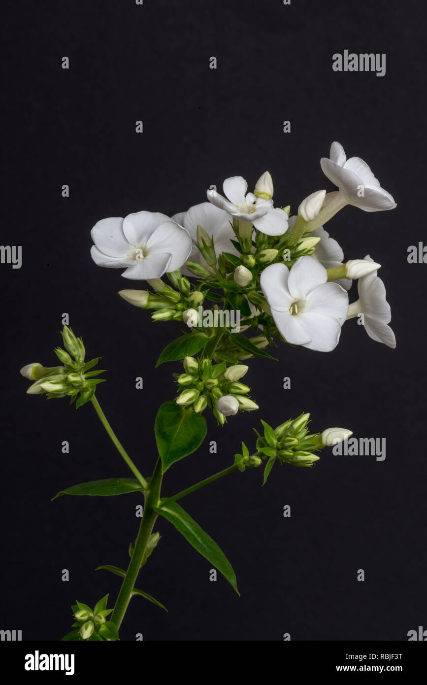 Fine art still life detailed floral macro photography of a single isolated stem of withe phlox with blossoms, buds, stem and leaves on black paper Stock Photo
