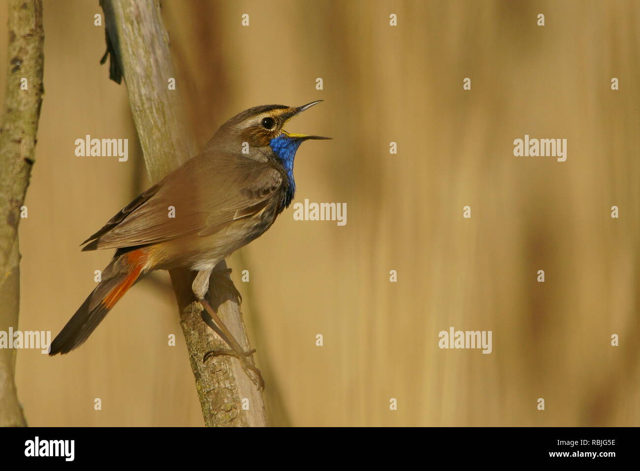 the male bird is the Bluethroat Nightingale sings to attract the