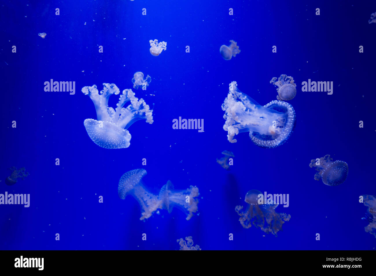 Underwater jellyfish ocean Stock Photo - Alamy
