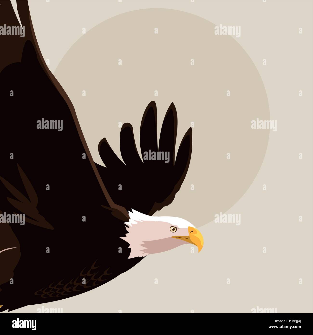 bald eagle bird flying vector illustration design Stock Vector Image ...