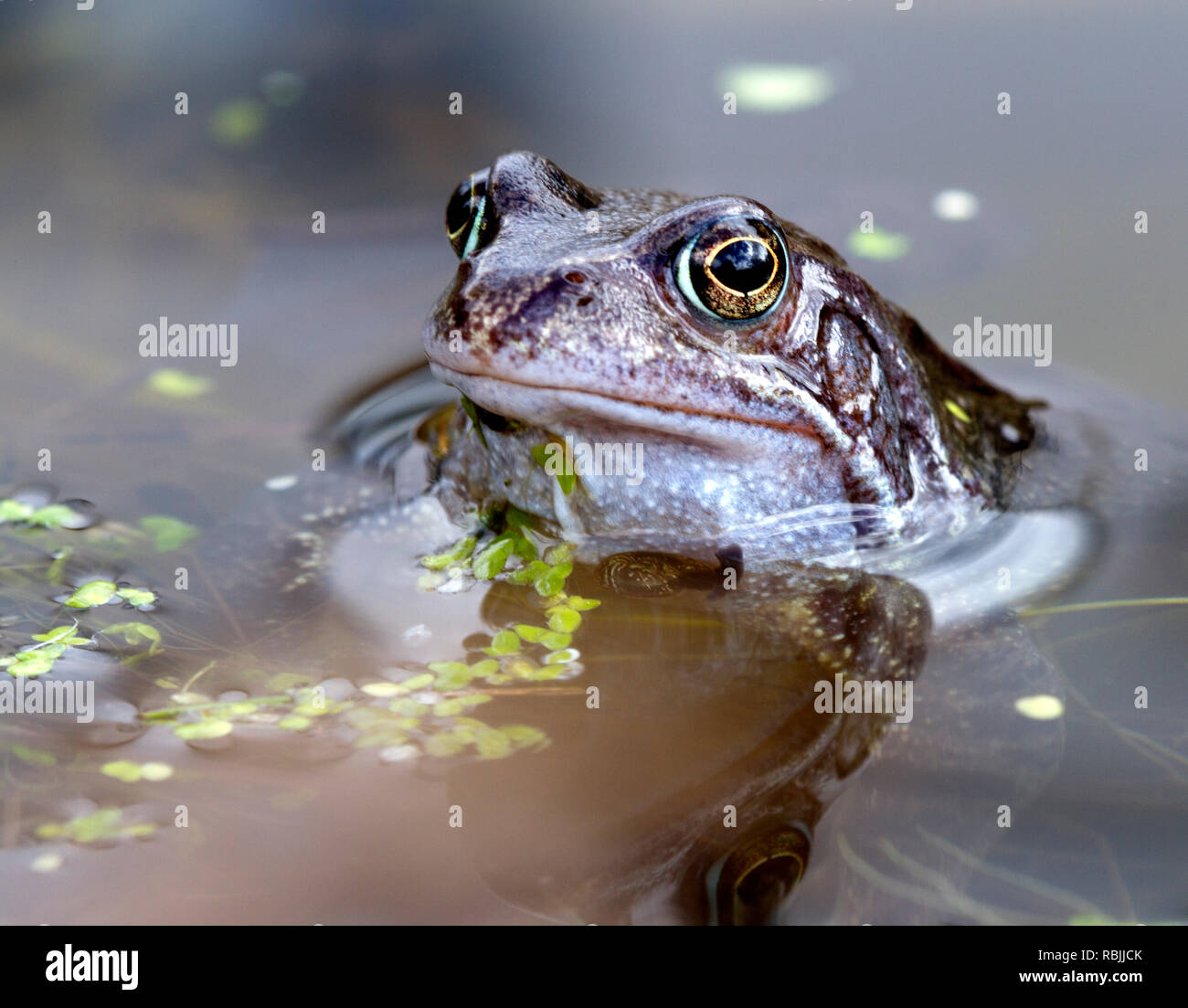 Common Frog, Cumbria Stock Photo