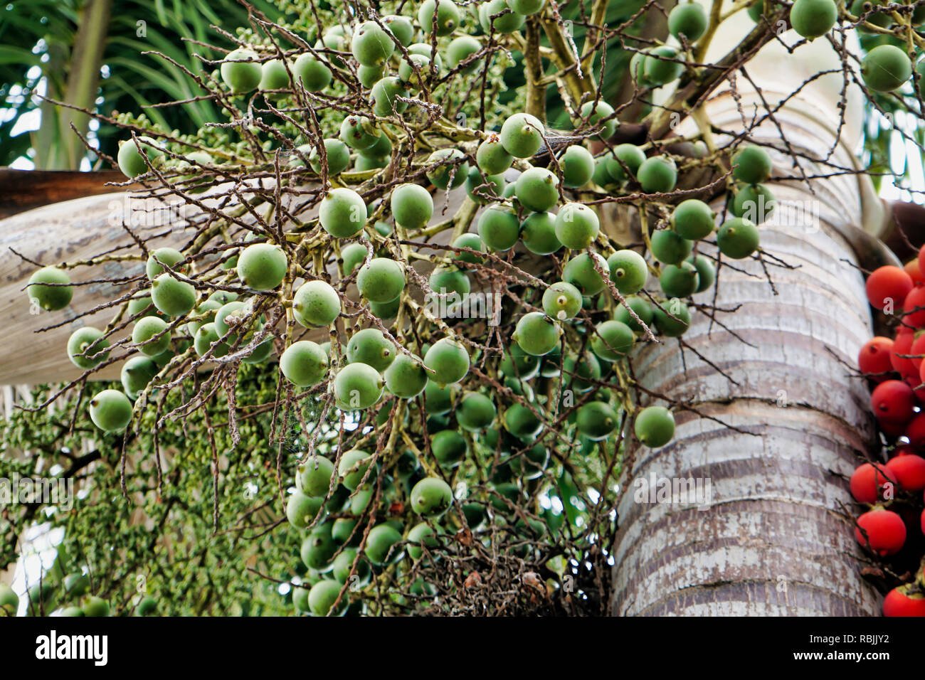 Jelly palm fruit growing on tree Stock Photo