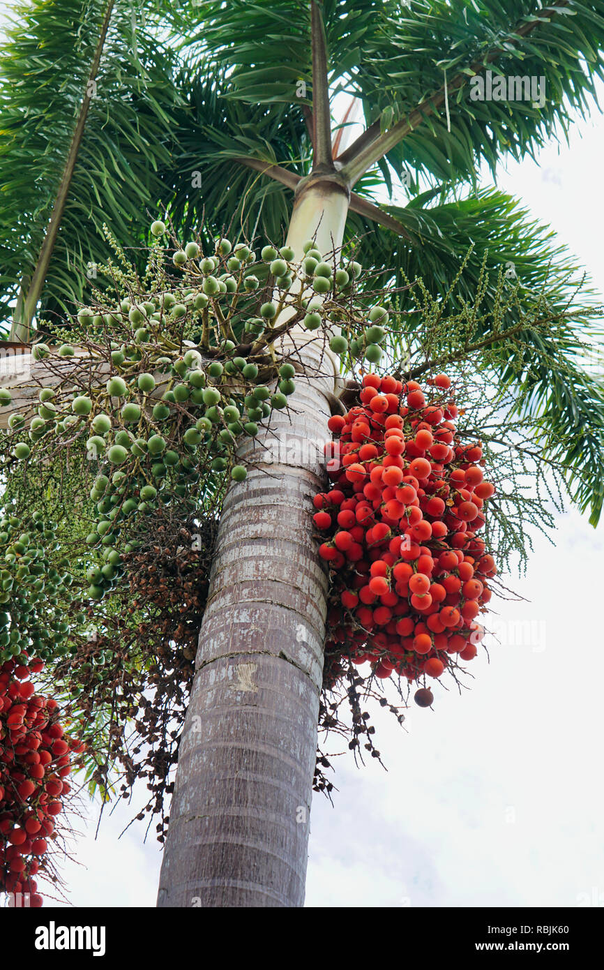 Jelly palm fruit growing on tree Stock Photo