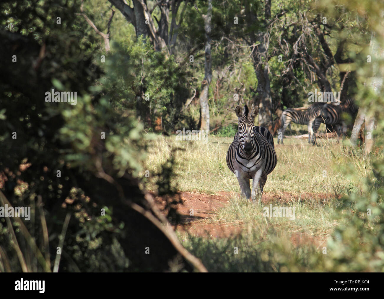 Pregnant zebra in South African national park Stock Photo