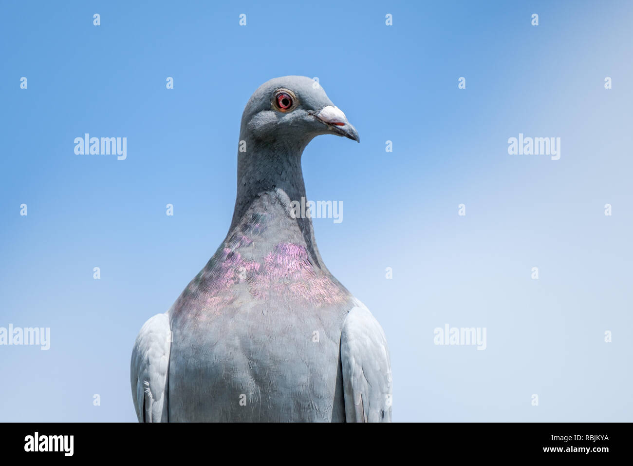 Racing pigeon hi-res stock photography and images - Alamy