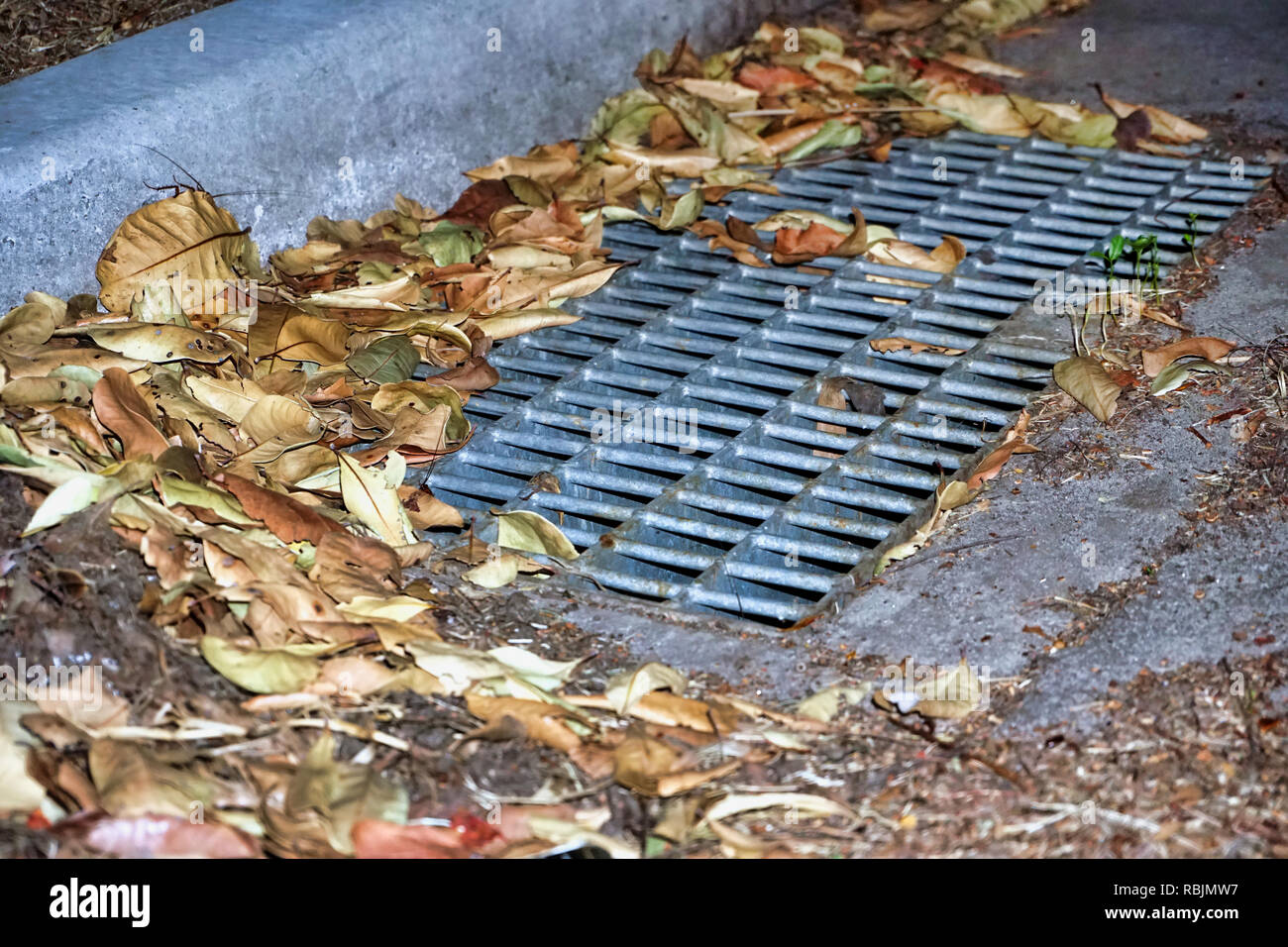 pile of leaves on street clogging drain Stock Photo Alamy