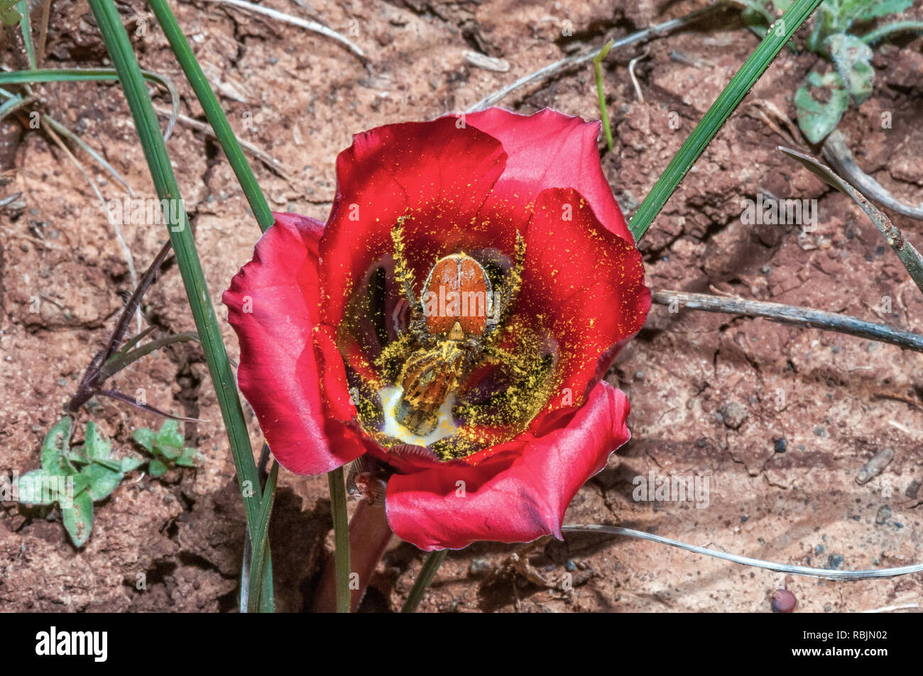 A Harold-Porter monkey beetle, Clania glenlyonensis, covered with pollen inside a karoosatynblom, Romulea monadelpha, near Nieuwoudtville in the North Stock Photo