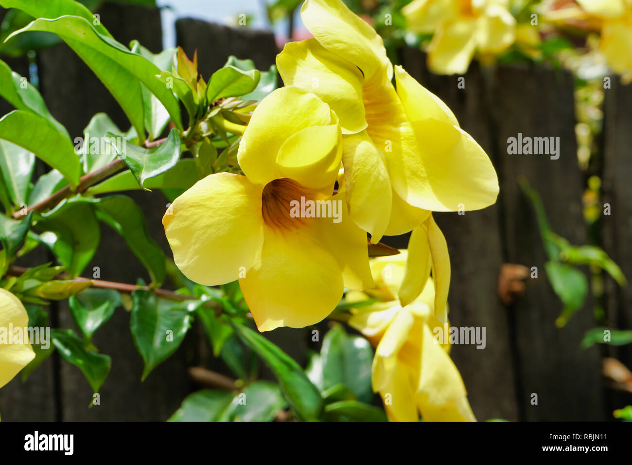 Golden Trumpet, Allamanda cathartica Stock Photo