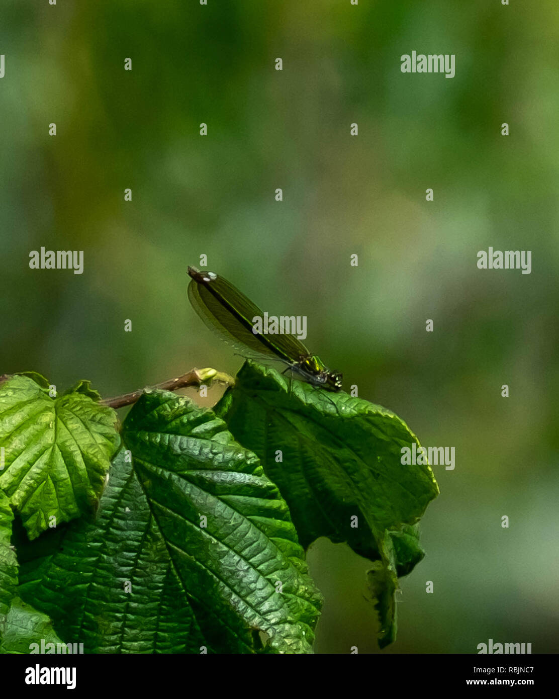 emerald damselfly on leaf Stock Photo - Alamy