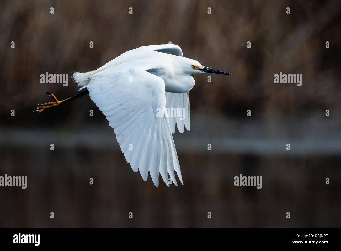 snowy-egret-flight-in-salt-marsh-habitat-stock-photo-alamy