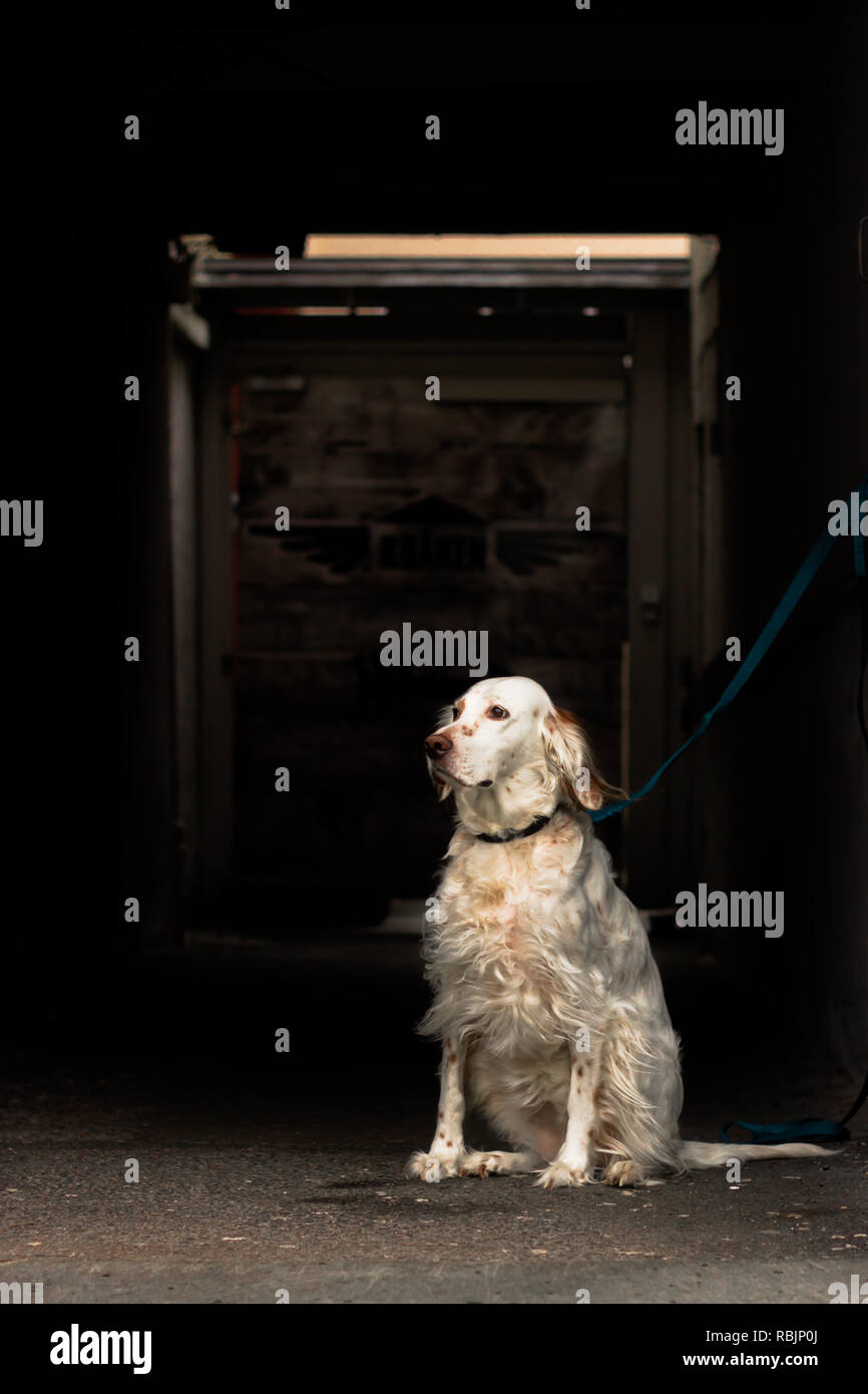 A dog waiting for his owner Stock Photo