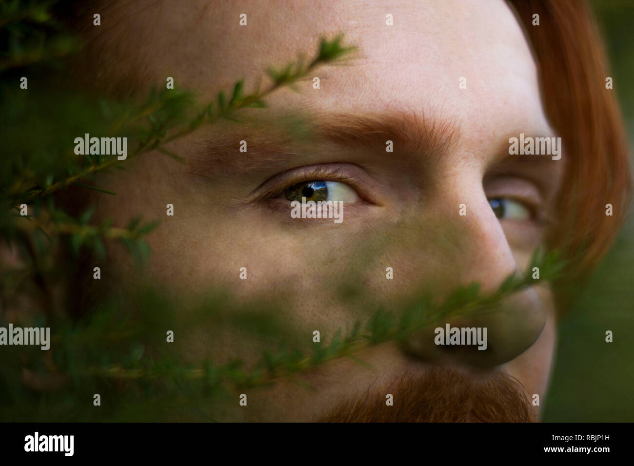 A read haired boy looking through the bushes Stock Photo