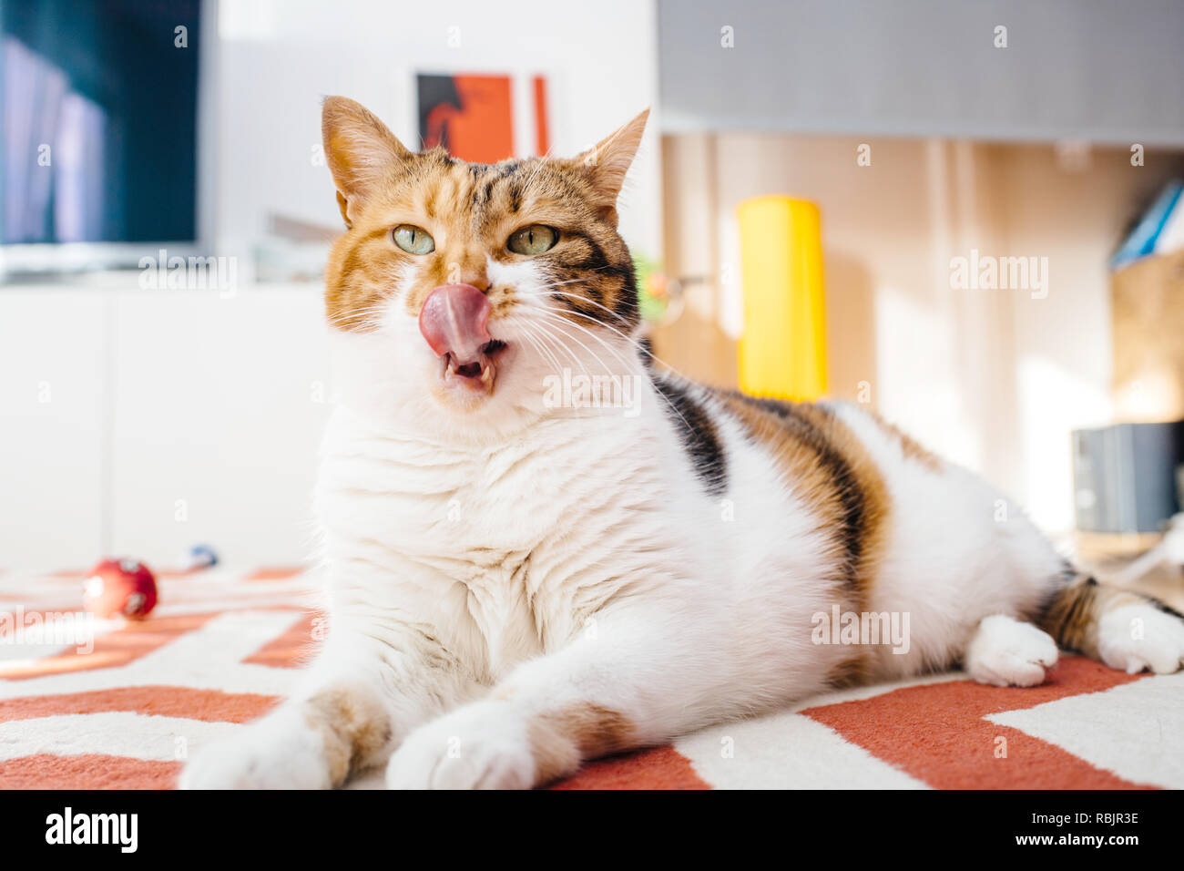 Elegant turtle colored Beautiful elegant cat in cozy warm home