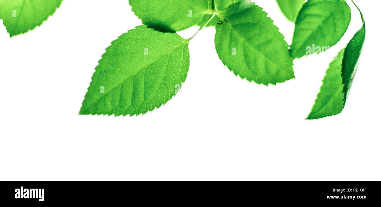 green leaves isolated on white background - nature and springtime ...