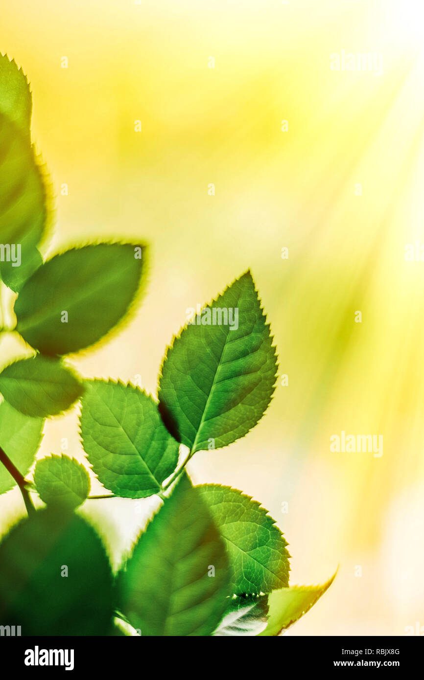 green leaves - nature backgrounds and springtime concept, elegant ...
