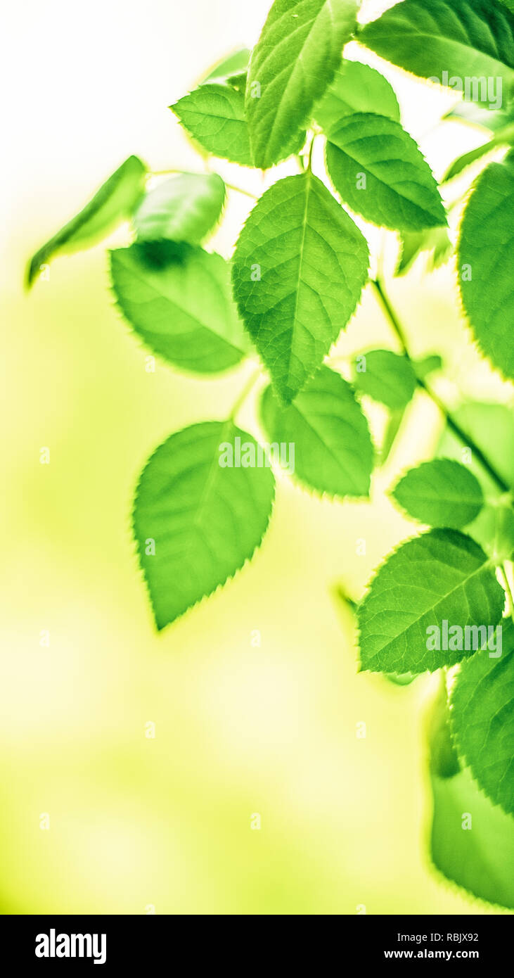 green leaves - nature backgrounds and springtime concept, elegant ...