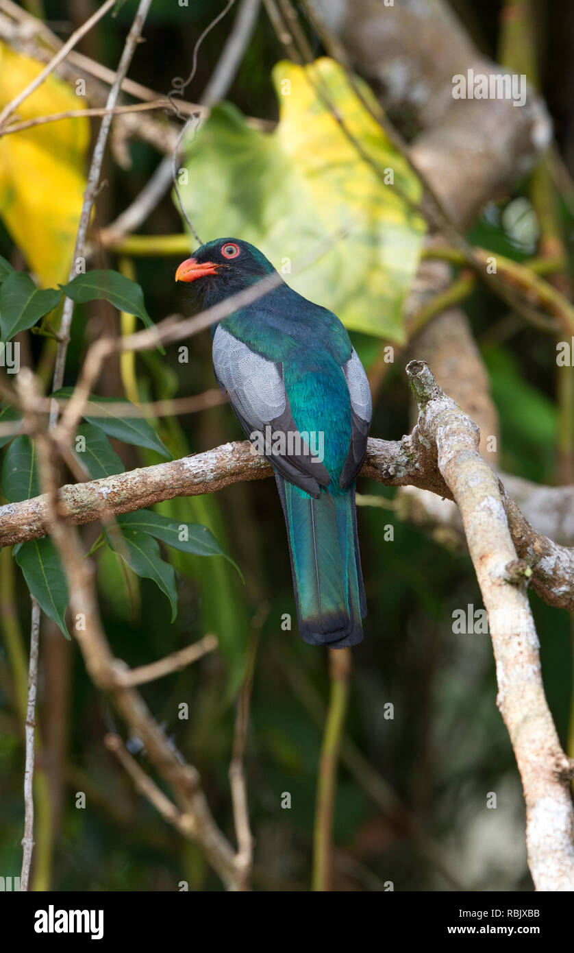 Slatytailed Trogon (Trogon massena Stock Photo Alamy
