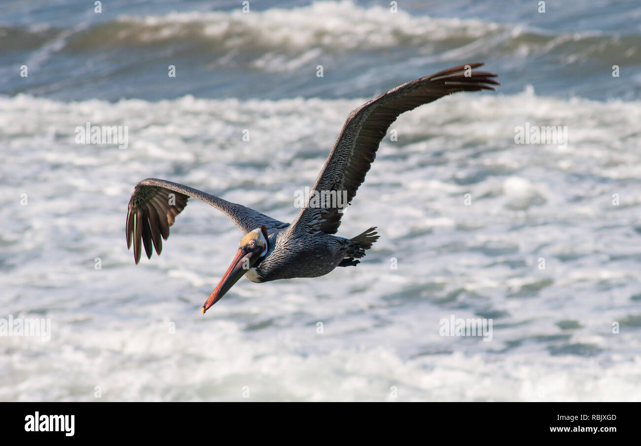 pelican flying over ocean waves on huntington beach California pelican flying over ocean waves on huntington beach California