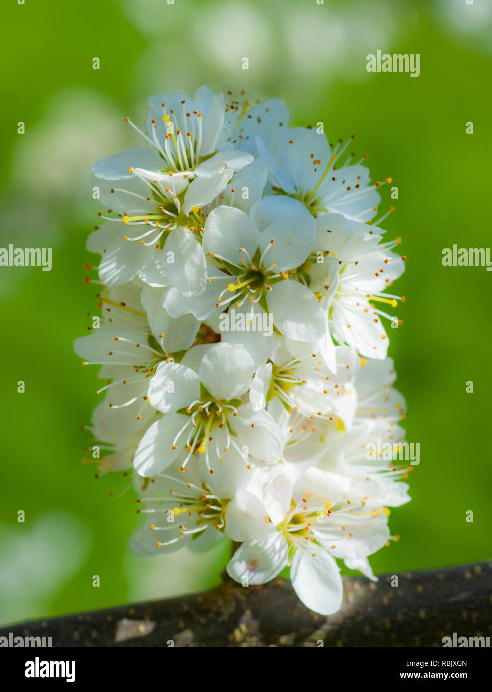 Cherry blossom cluster hi-res stock photography and images - Alamy