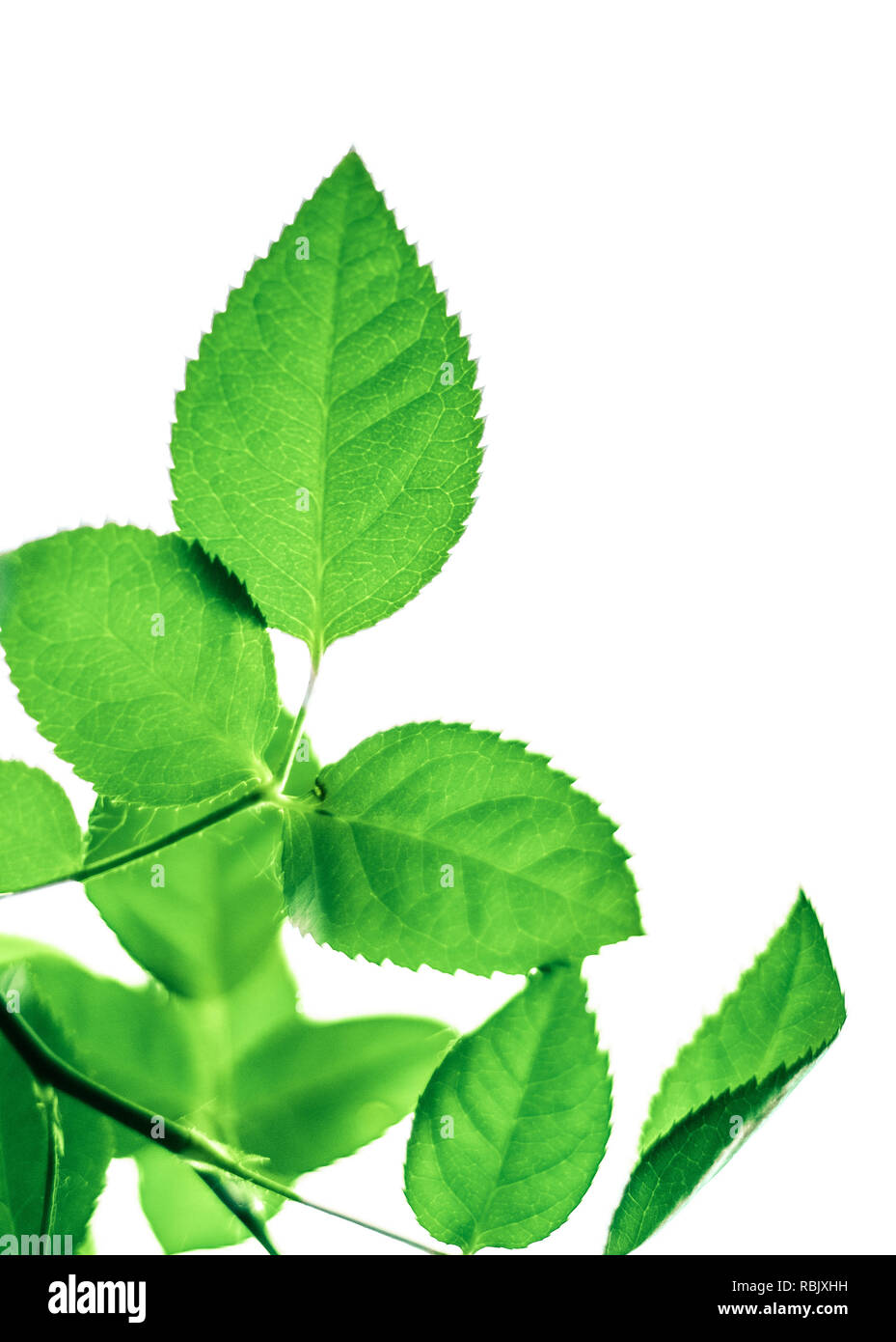 green leaves isolated on white background - nature and springtime ...