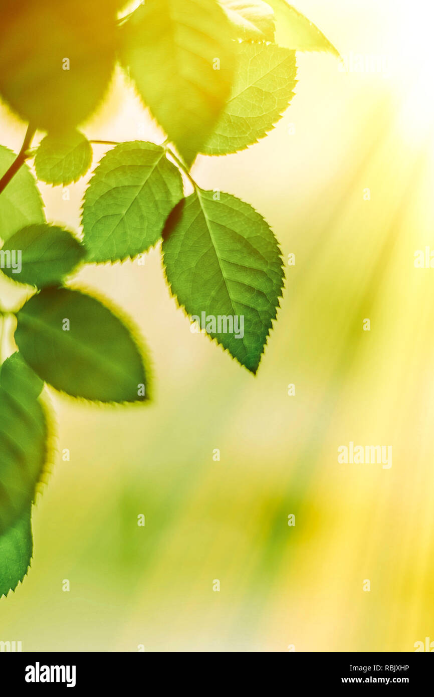 green leaves - nature backgrounds and springtime concept, elegant ...