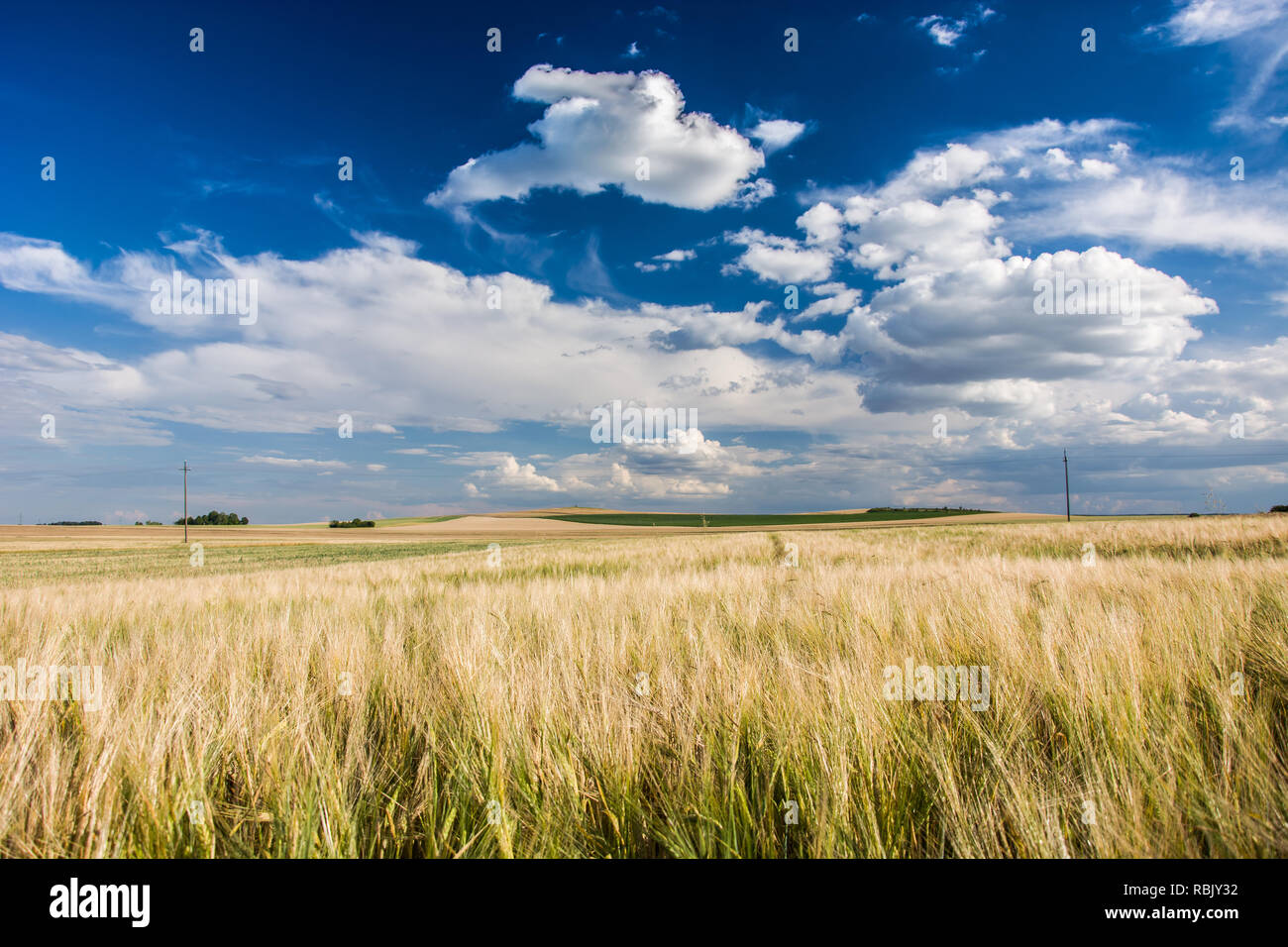 A large field of barley, horizon and clouds on a blue sky Stock Photo