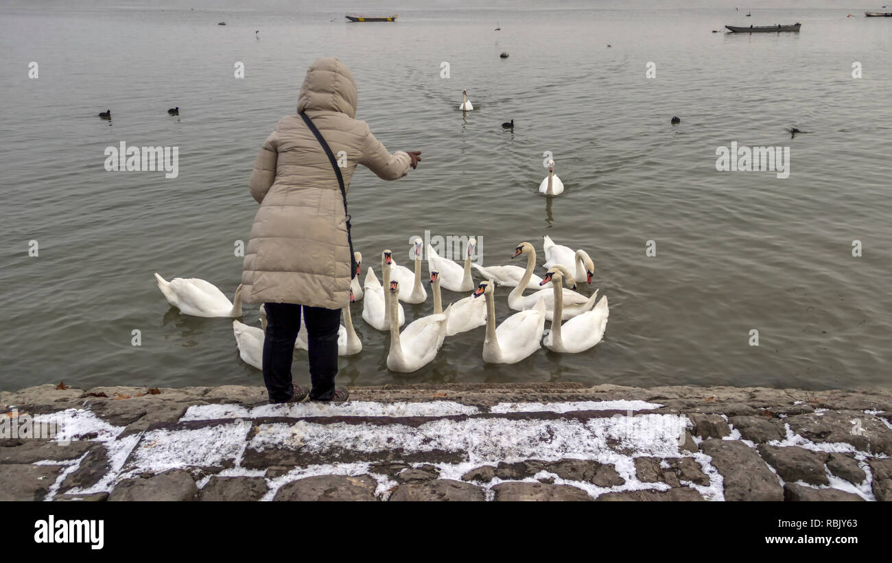 Zemun, Serbia - A warmly dressed woman feeding swans at the banks of the Danube River Stock Photo