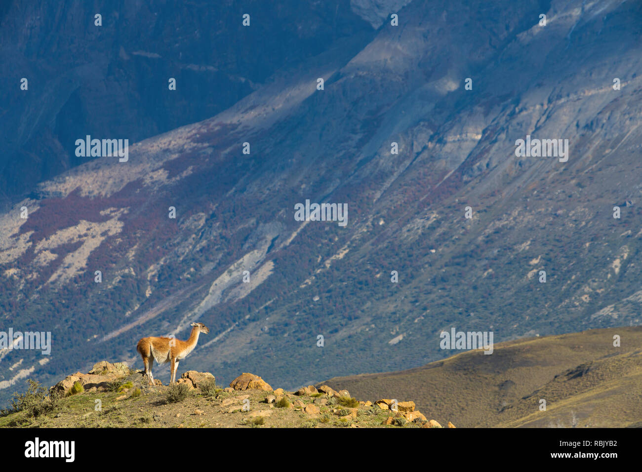 A Guanaco (Lama guanicoe) overlooks a valley in Torres Del Paine National Park of Chile. Wild Stock Photo