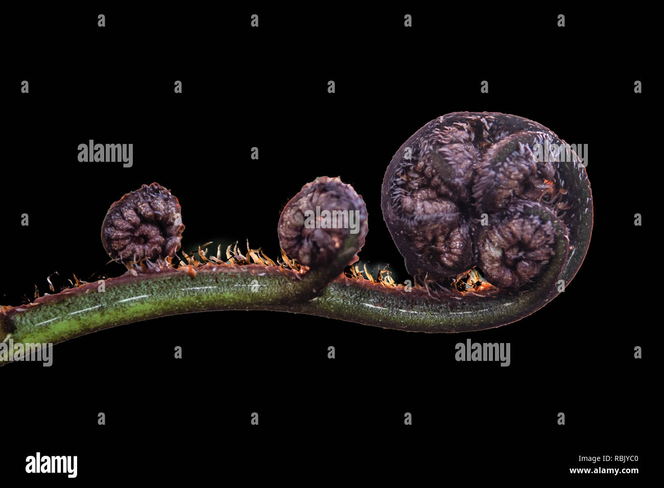 Unfurling frond tip of the Black tree fern (Cyathea medullaris) Stock Photo