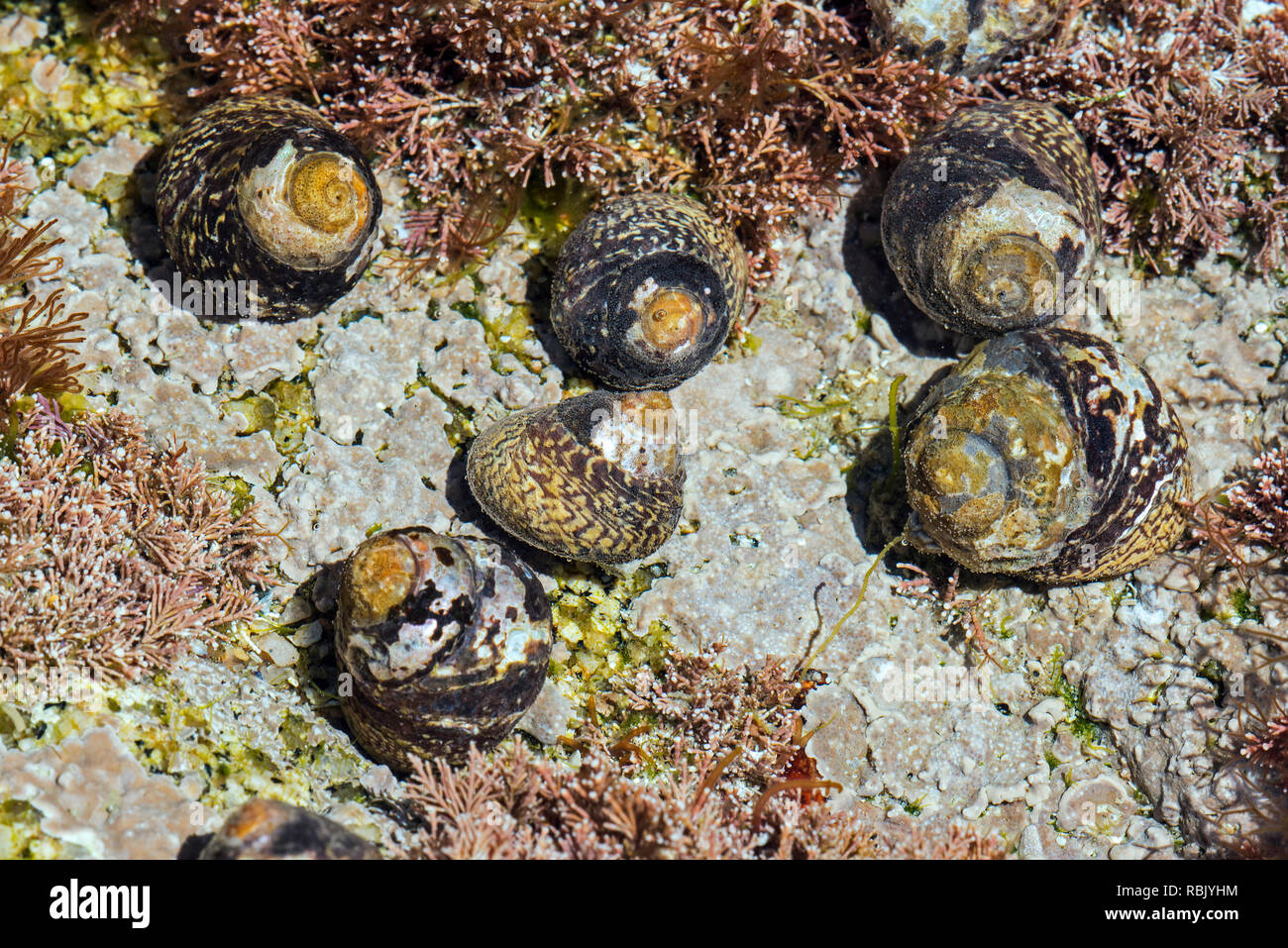 Lined top shells (Phorcus lineatus / Osilinus lineatus) foraging underwater in rock pool on rocky beach Stock Photo