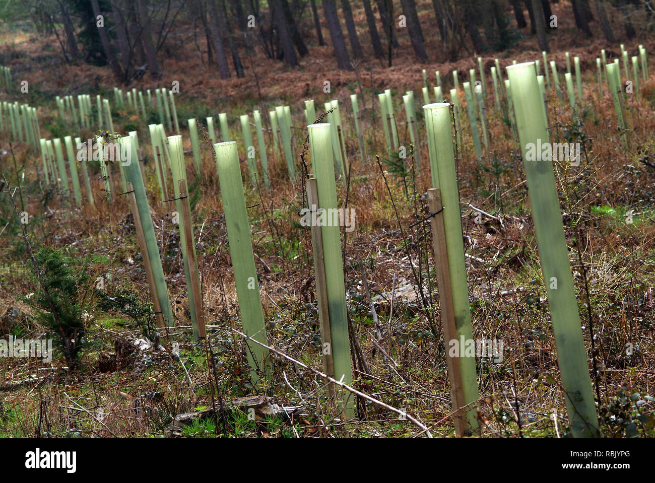 Tree shelter guards on ash trees in woods in Herefordshire Stock Photo ...