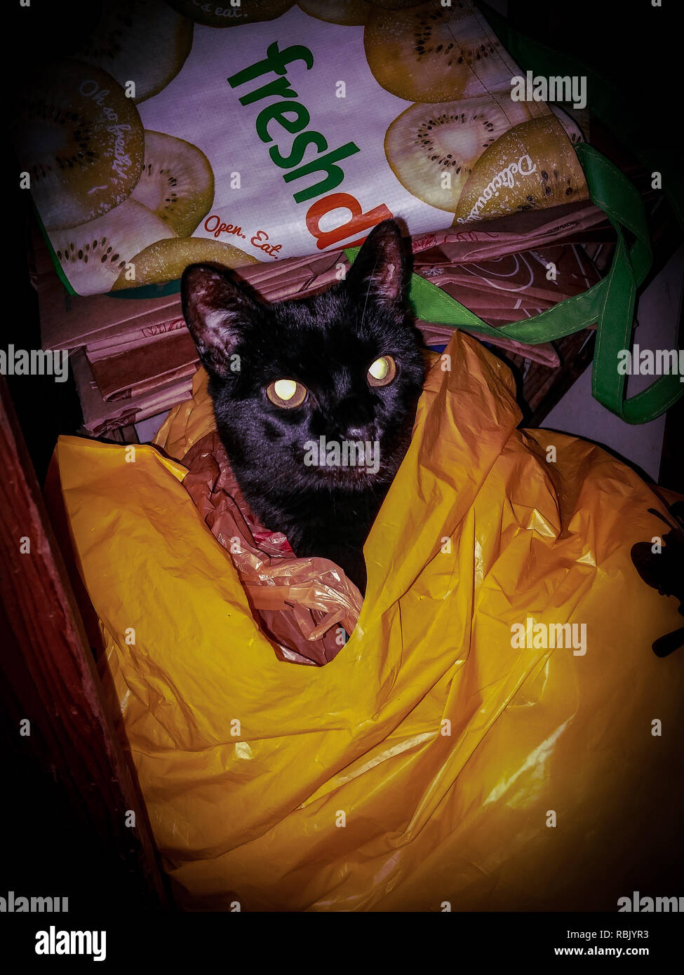 Black cat animal hi-res stock photography and images - Alamy