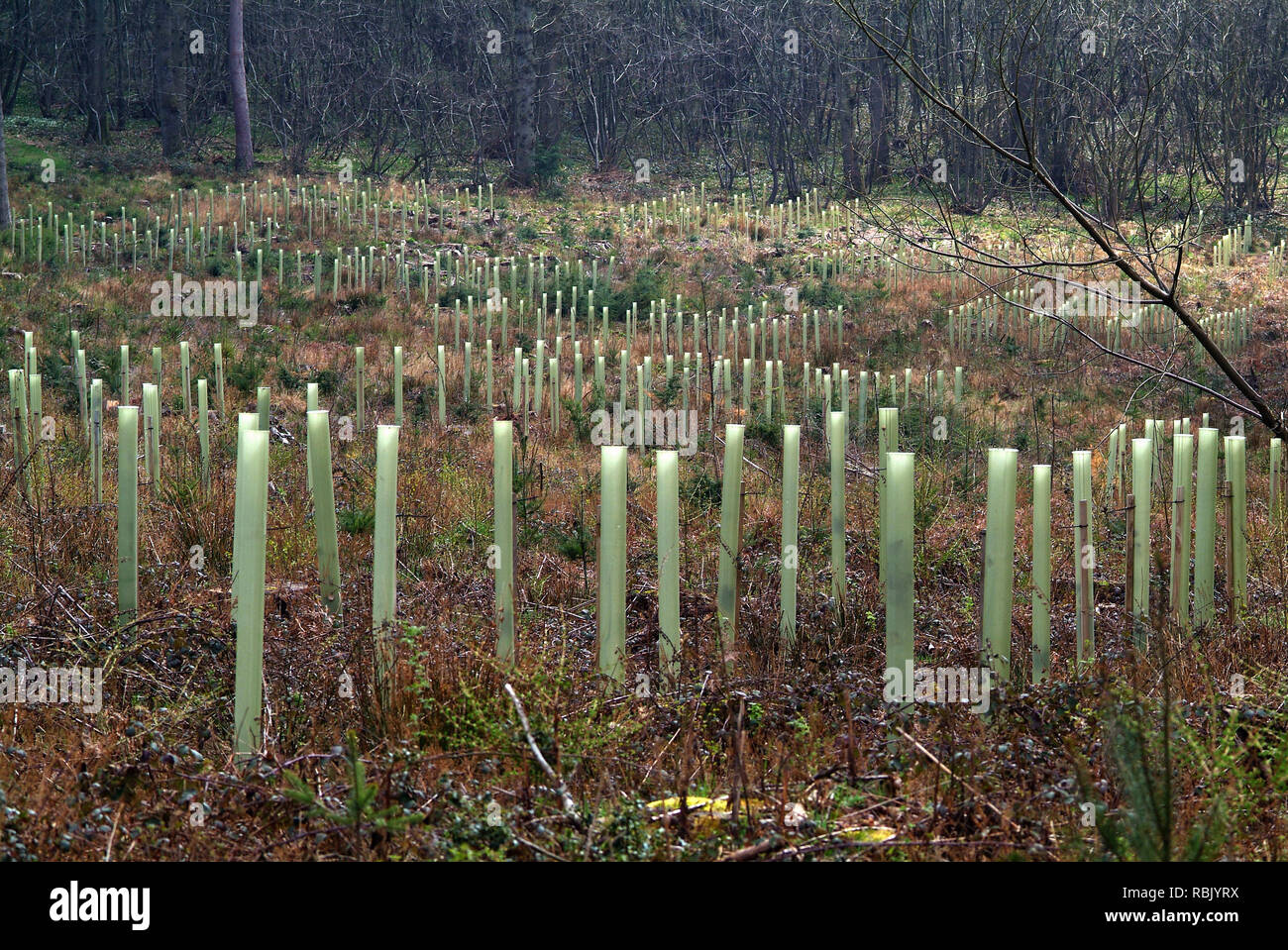 Tree shelters woodlands hi-res stock photography and images - Alamy