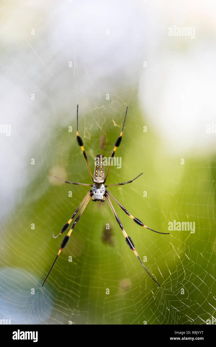 female golden silk orb weaver spider in Costa Rica Stock Photo