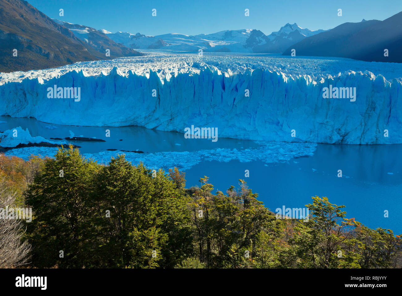 Fall color is in the foreground of as a glacial front reflects in a lake in Los Glaciares National Park in Chile. Stock Photo