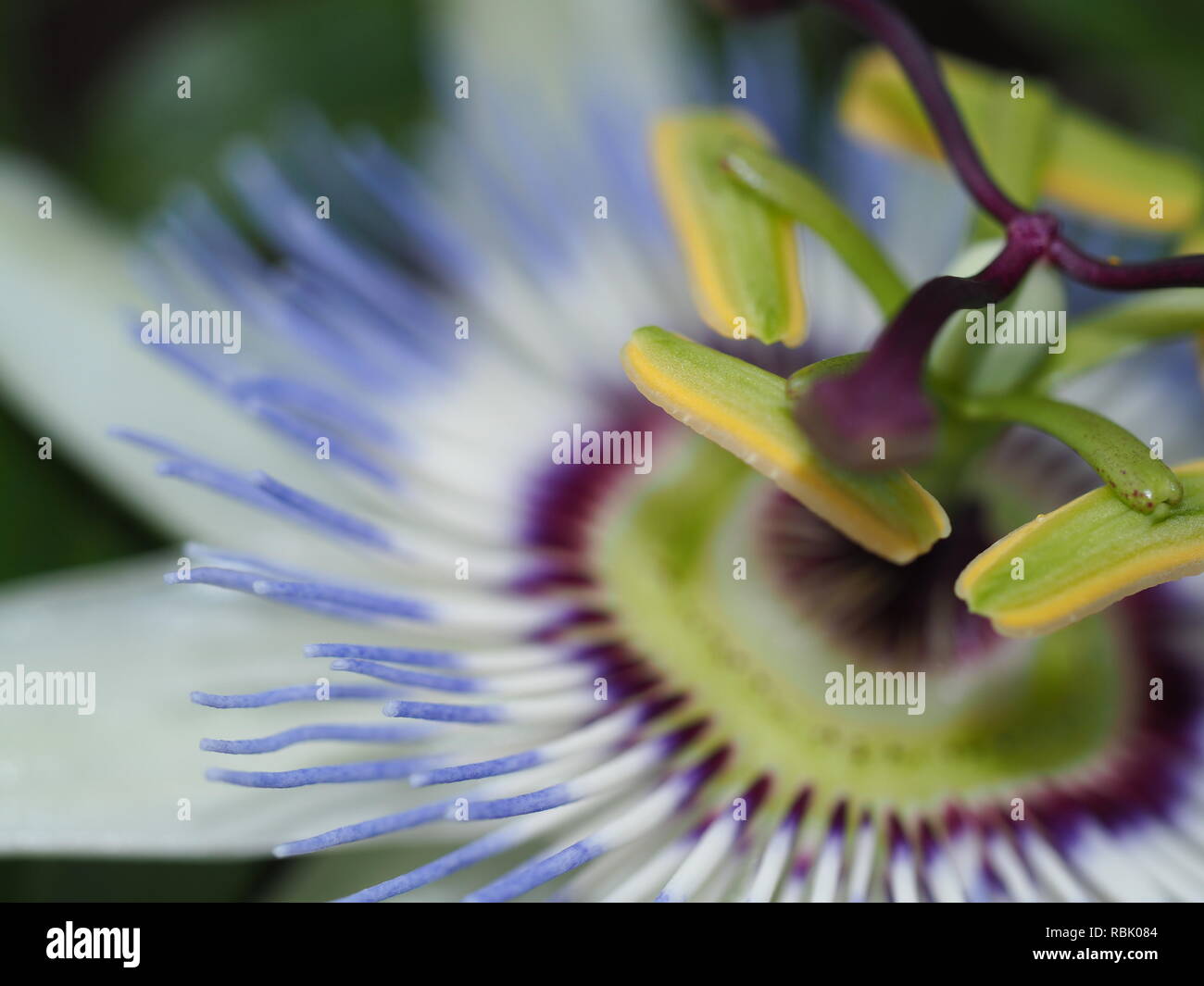 Purple passion plant hi-res stock photography and images - Alamy