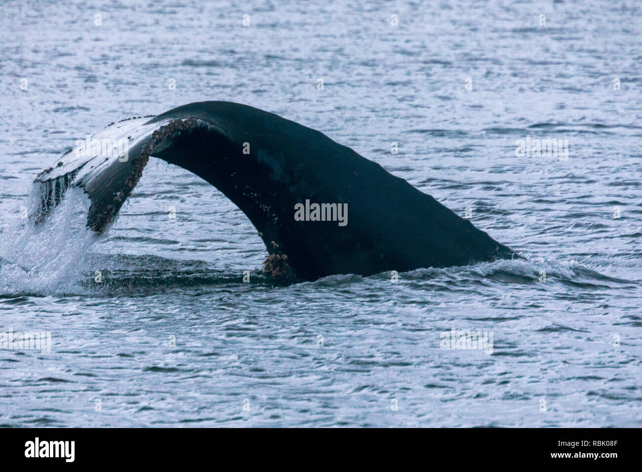 Strait of magellan whale hi-res stock photography and images - Alamy