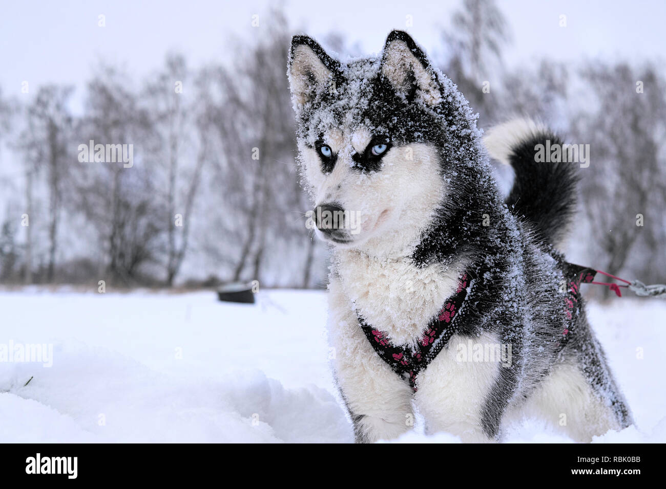 Husky deals snow dog